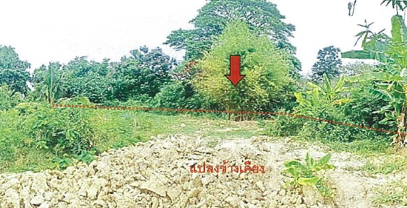 รูปทรัพย์ 3